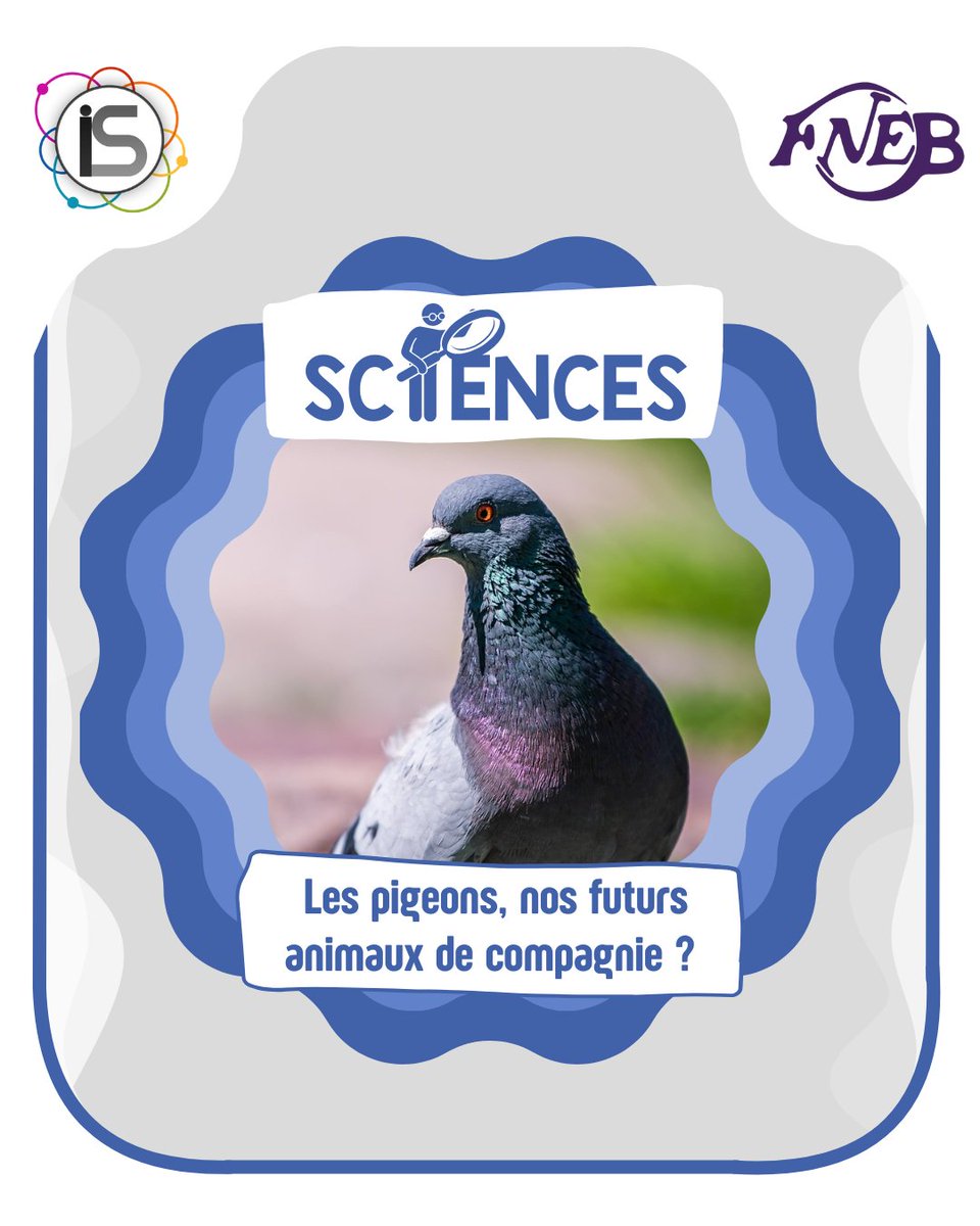 FNEBmono's tweet image. [👨‍🔬 SCIENCES – LES PIGEONS🕊 ]

L’animal de compagnie du futur pourrait bien vous étonner. On vous laisse découvrir cela avec ce nouveau post sciences ! Bonne lecture !
[1/8]

Article rédigé par Emma PASDELOUP
#fnebmono #sciences #indésciences #funfact #infoscience #pigeon