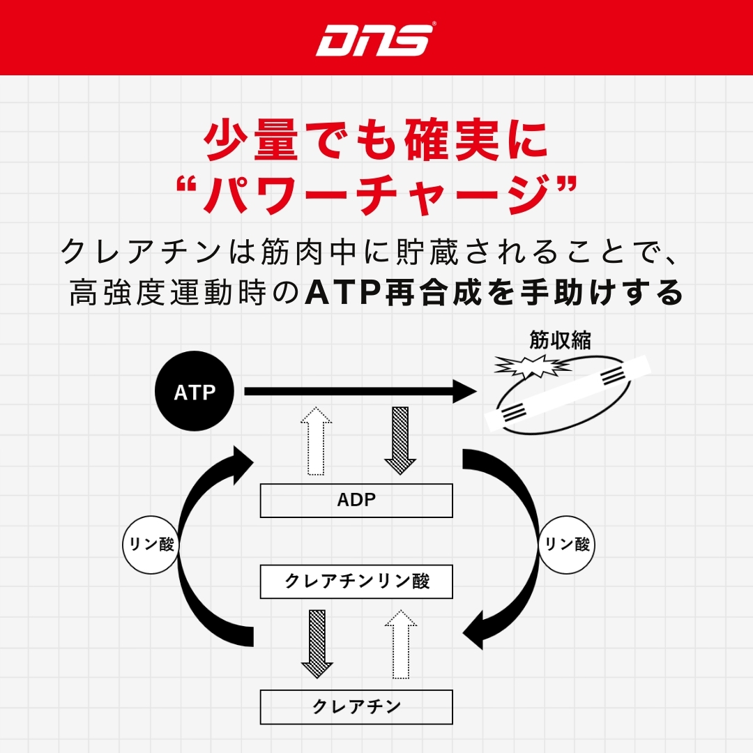 「クレアチンで瞬発力を強化!」 ・ 高品質&amp;高純度で筋肉内にしっかり貯まる ・ 継続なら1日5g、短期集中ならローディングもOK ・ 運動後・食後でさらに吸収効率UP 少量でも爆発的パワーを引き出すDNSクレアチン、試してみませんか? 
#DNS #サプリメント #クレアチン #筋トレ #DNSプロテイン