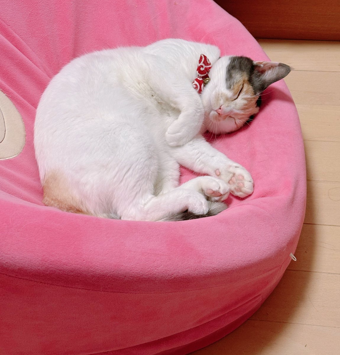 行方不明から3日が経ちました。
うめはまだ見つからず、目撃情報もありません。
お返事はできていませんが引用、リプ、全て見ていて参考にさせていただいています、本当にありがとうございます。
引き続き情報提供お待ちしております
#茨城 #ひたちなか市  #迷子猫  #迷い猫
#猫を探しています