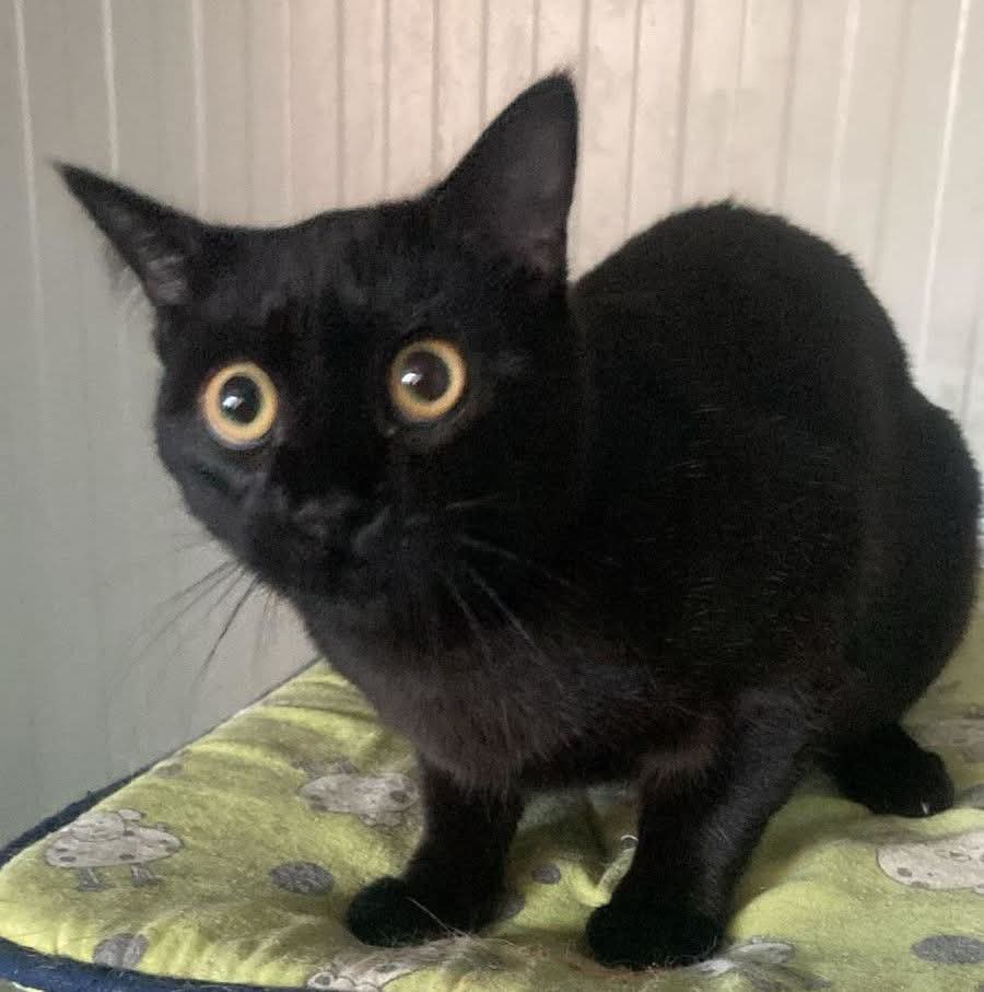 En la perrera abandonado por su dueño y con los ojos llenos de miedo 😢💔🙏
Tiene un año solo 😢🙏
una.nueva.vida.valladolid@gmail.com