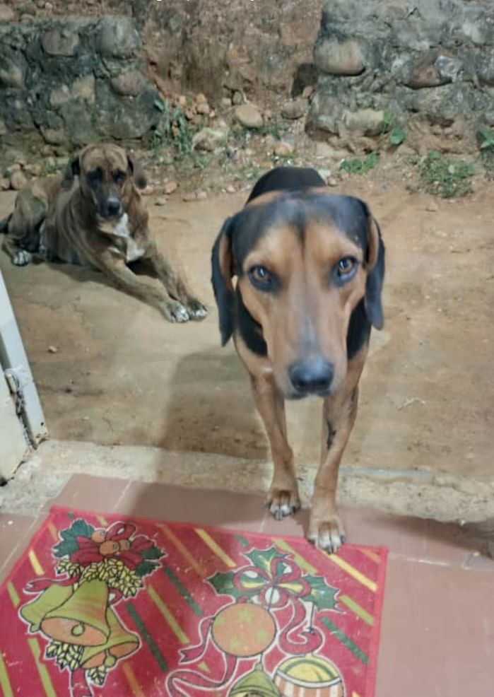 HASSANGLO's tweet image. Hola amigos. Espero que se encuentren bien 🐕‍🦺🐕♥️ por favor quién tenga posibilidades de ayudarme para la comida de los perritos pago móvil 9407765 04145357634 banco del tesoro Paypal ragigevalera@gmail.com 🙏🌻