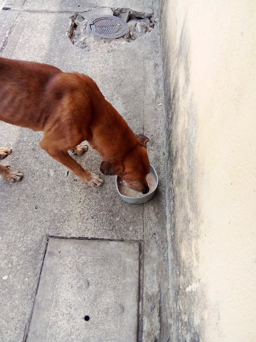 HASSANGLO's tweet image. Hola amigos. Espero que se encuentren bien 🐕‍🦺🐕♥️ por favor quién tenga posibilidades de ayudarme para la comida de los perritos pago móvil 9407765 04145357634 banco del tesoro Paypal ragigevalera@gmail.com 🙏🌻