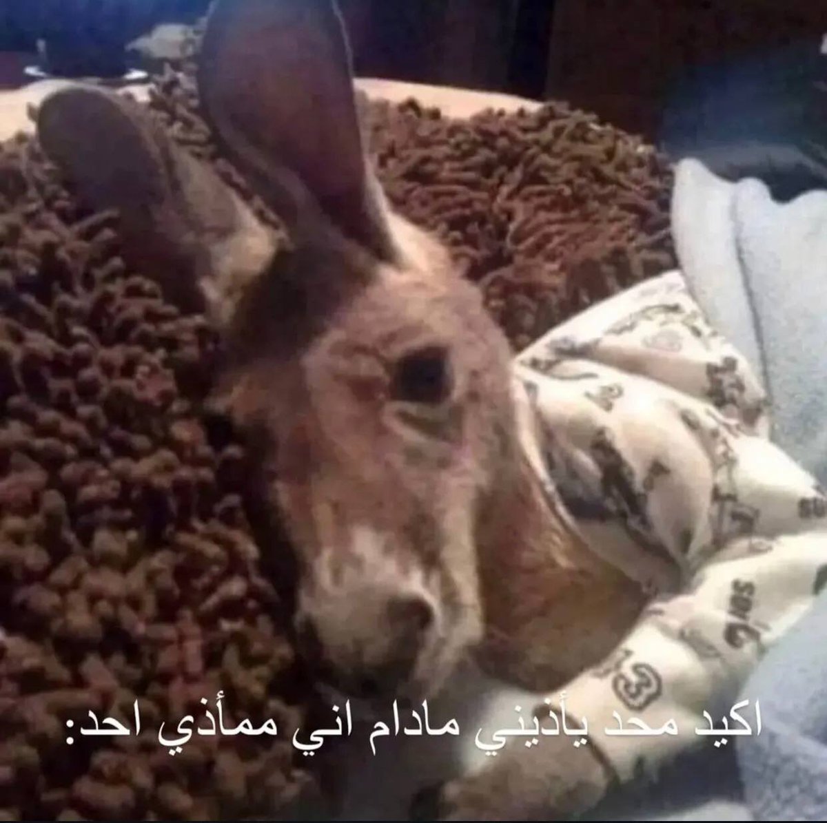 キラ (@iiikkl0) on Twitter photo 