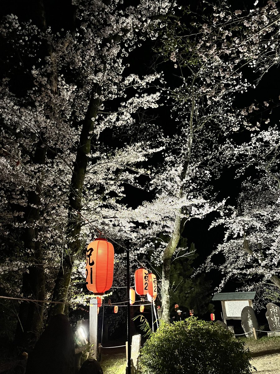 HATORImatt's tweet photo. 🌸夜桜🌸
後閑城址公園！

#後閑城址公園 https://t.co/BhsFFmTDCB