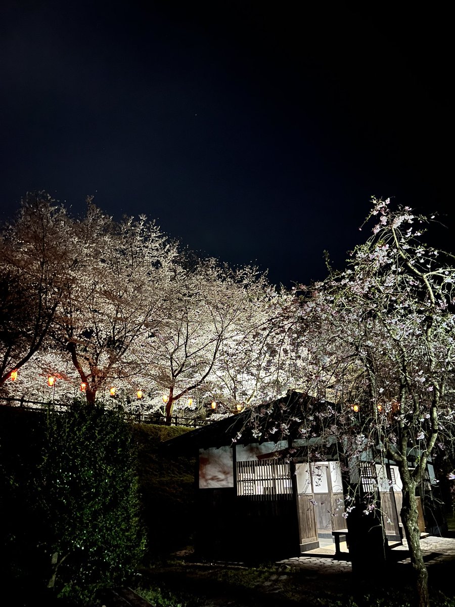 HATORImatt's tweet photo. 🌸夜桜🌸
後閑城址公園！

#後閑城址公園 https://t.co/BhsFFmTDCB