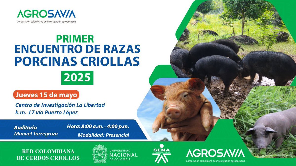 Primer encuentro sobre el cerdo criollo colombiano.  15 de mayo 2025.  Presencial, Cupos limitados.  Evento gratis 📍Lugar: AGROSAVIA, La Libertad, Villavicencio forms.gle/YYUaufDaYasRMx…