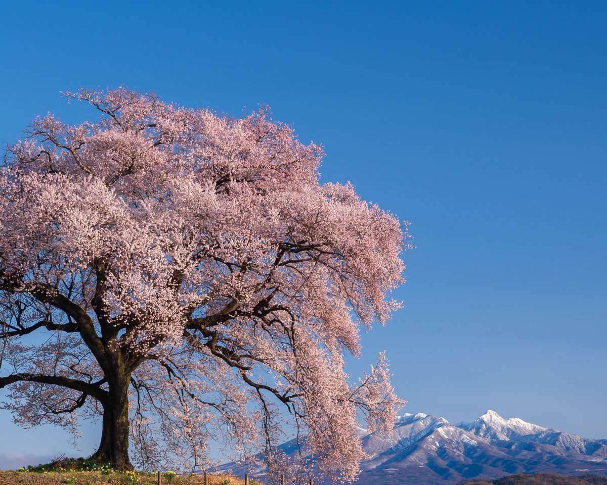 満開の美🌸王仁塚の桜」 2025.4.4 撮影 #Nikon #Z6iii #わに塚のサクラ