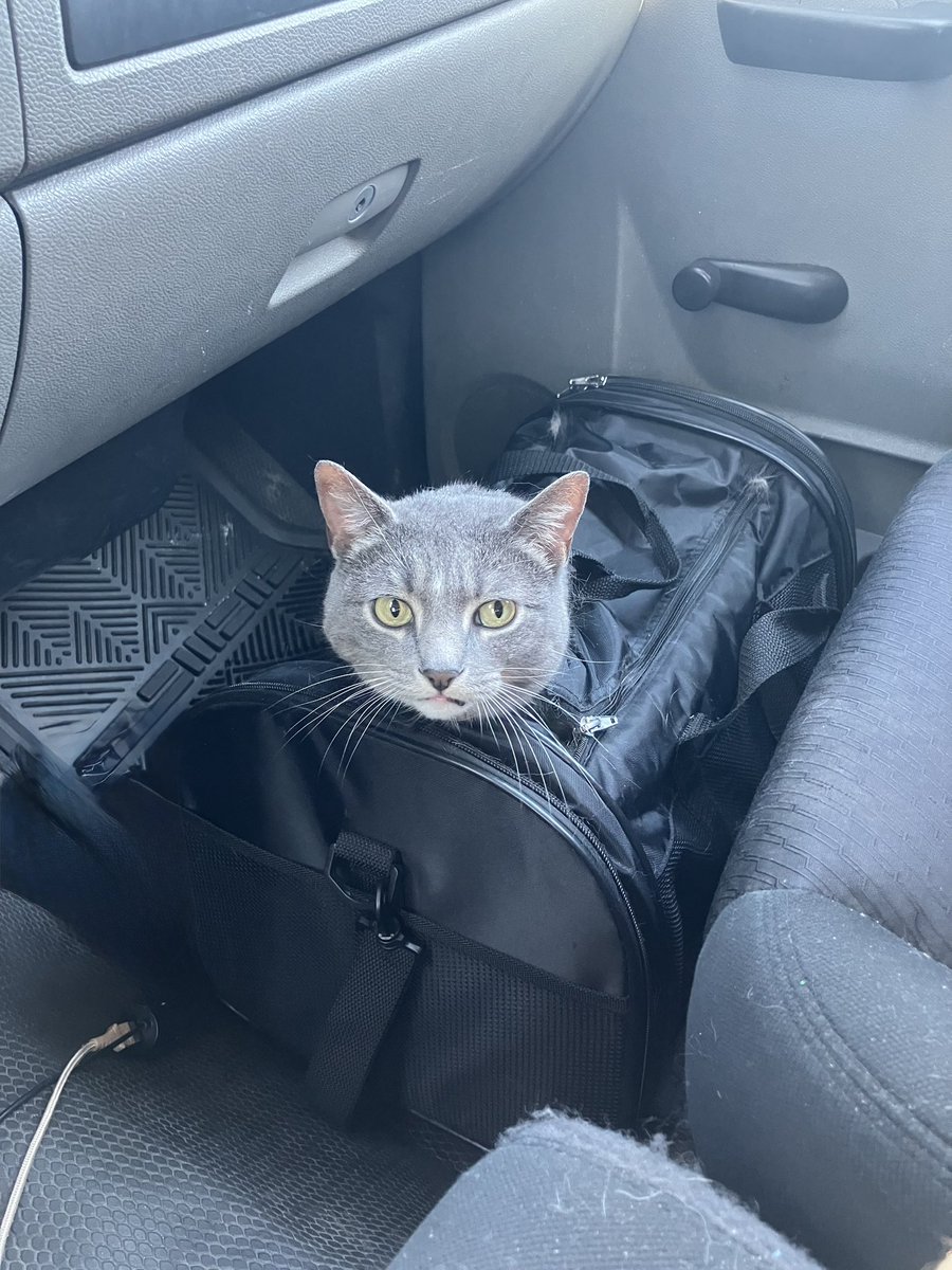 tinypippa's tweet photo. they see me rollin

they hatin https://t.co/GX1a6pQw6U
