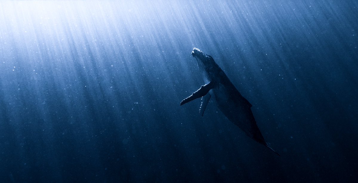 1.1 Wildlife Photography by Rachel Wood

A reverent pause in a world that rarely stops. 
A series born from stillness, 
shaped by patience, and led by presence. 

This Wildlife Collection is my memory of the untamed— a visual reminder of what I have witness existing in its own