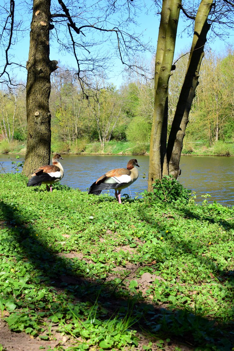 BenjaminEinfach's tweet photo. #Saarbrücken #saarland #tiere #enten #nilgänse #Foto #Fotos #Bild #Bilder #fotografie #natur #vögel #Vogel https://t.co/c9DJGYn5td