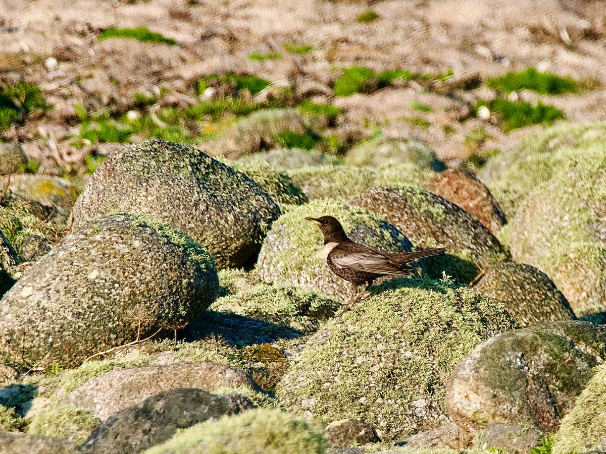 SteveOnHilbre's tweet photo. Some other birds seen today incl this lovely #TreePipit in Covean to add to my “birds seen on the beach” list, a #RingOuzel at BeadyPool this morning & 3 #CommonSandpiper in PorthKillier this evening (plus a gorgeous male #PiedFlycatcher see vid🎥… more of him later!) 🏝️☀️🏝️ https://t.co/W8GIfJBjUf