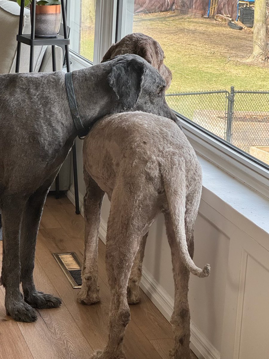 Brotherly love  Burkin and Chewy