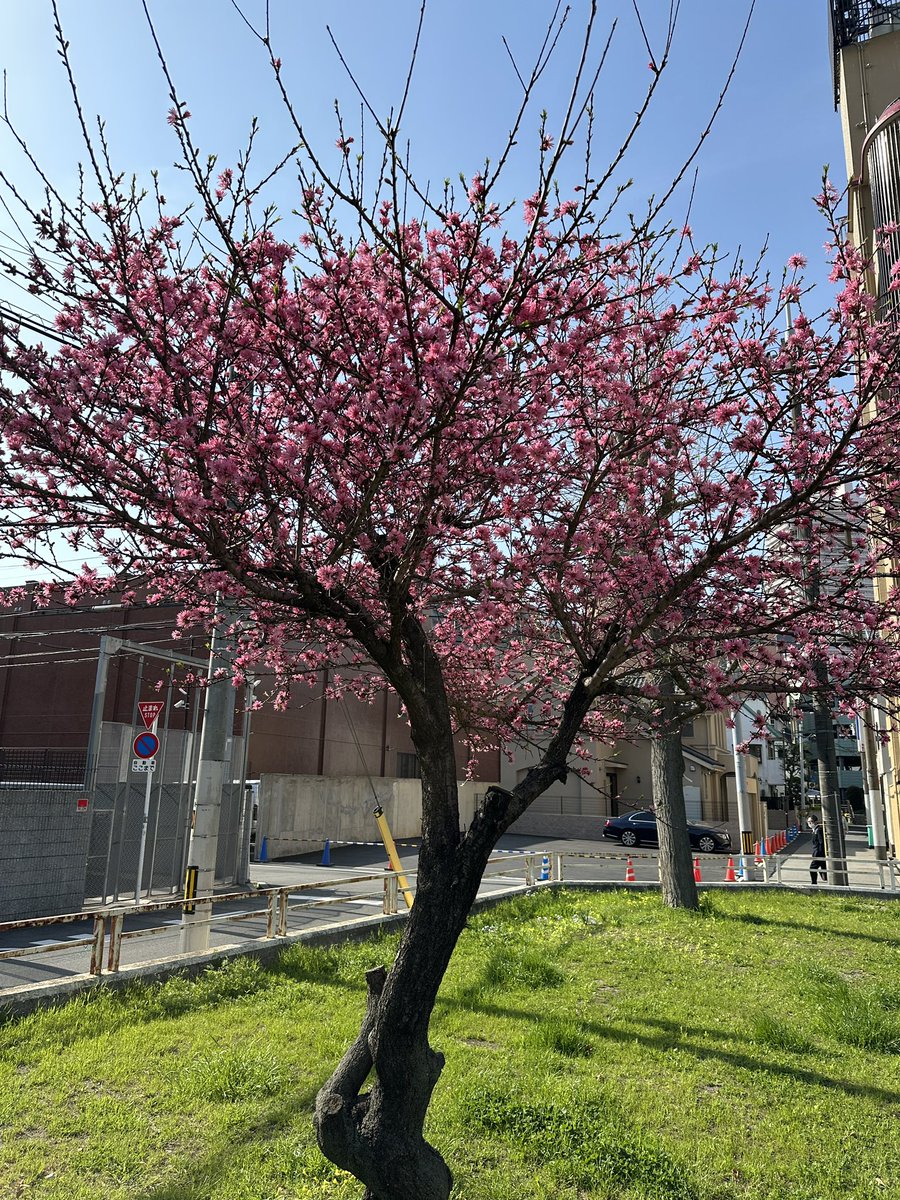 おはようございます

今朝の大阪の天気は、くもり

今の気温は、12度

昼間の天気は、くもり時々雨

最高気温は、20度くらい

花粉は、多い模様

#マイあさ