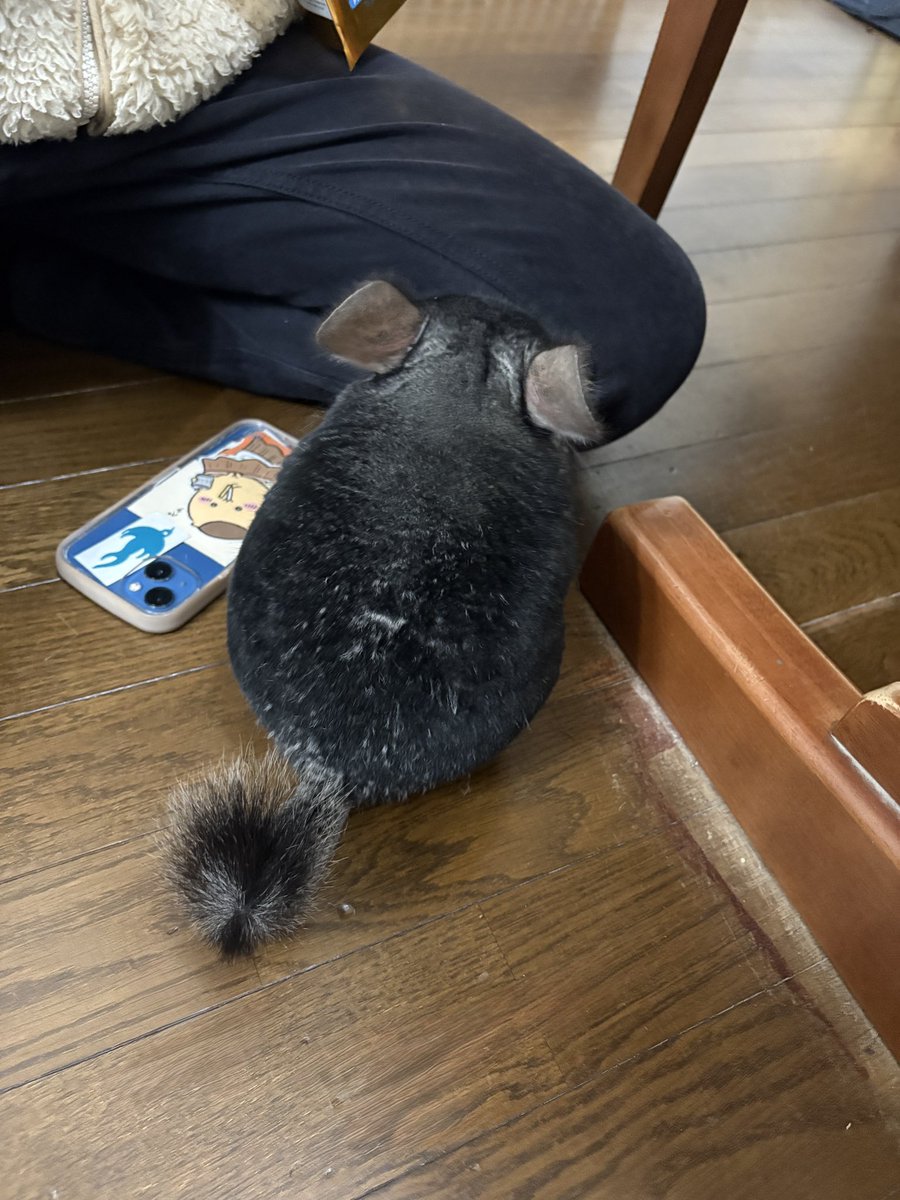 kotetsu_chilla's tweet image. 後ろ姿ですら完璧なフォルム💯💮
可愛すぎる😍

 #チンチラ