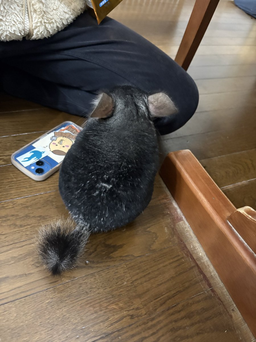 kotetsu_chilla's tweet image. 後ろ姿ですら完璧なフォルム💯💮
可愛すぎる😍

 #チンチラ