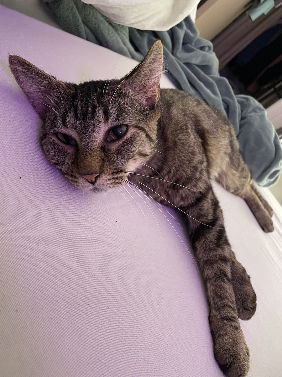 Bonsoir les chamis.. ça fait longtemps… 
Les tatas ont pleins de choses à gérer et on oublie parfois les nouvelles… 
Je suis Uno, j’ai été maltraité, mon regard tristounet en dit long paraît-il… mais désormais je suis en sécurité dans ma famille d’accueil…
Bisounez les cop’s!