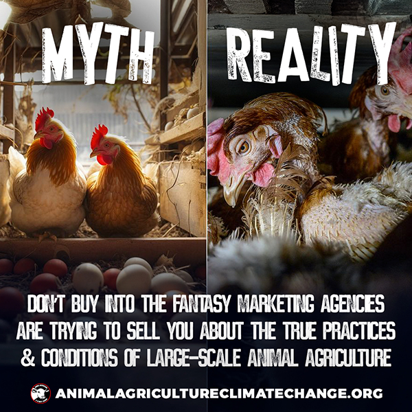 Meat-Free Plate tweet media