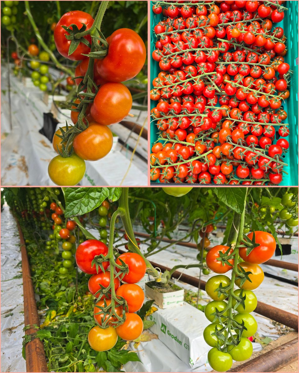 "Today marked the first pick of the season here at The Green House Sussex, it is always an exciting time of the year for us here on the nursery as we start to see the fruits of our labour! Delicious tasting British Tomatoes ready for the shelf just in time for Easter!"