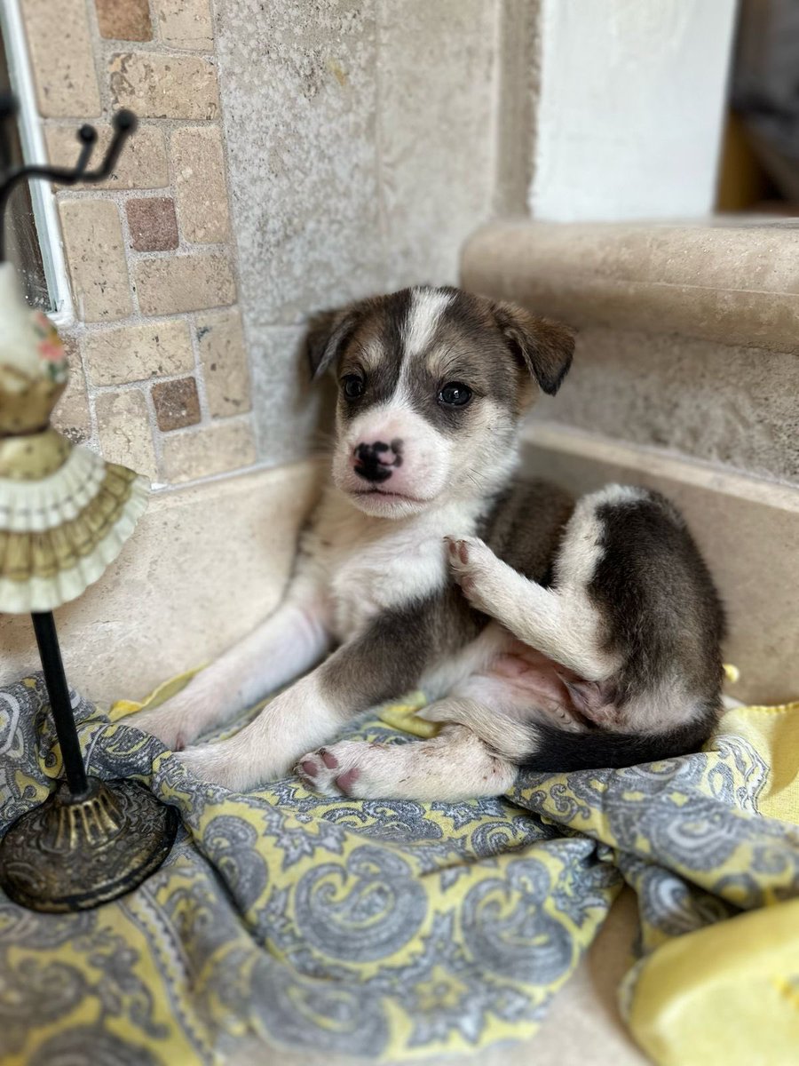 Rita se acaba de ir al cielo.

Sus hermanitos siguen luchando por vivir pero creo que no lo vamos a lograr.

Me siento terrible porque estuvimos rogando tanto tiempo para que saliera hogar temporal y no se fueran a veterinaria,pero nadie quiso ayudar.