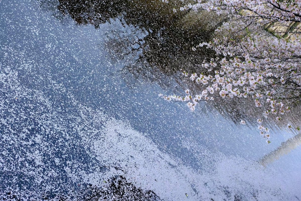 KyoMKatarou's tweet photo. cherry blossom petals floating on the river's surface.

#CherryBlossom https://t.co/VQmOEQIeh7