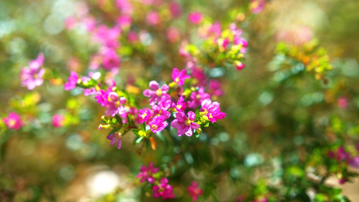 HunsTactical's tweet photo. Snapped these flower stunners on camera today. Vibrant colors popping off with nature showing off and I’m just here for it. I’m obsessed with how they steal the show. Which one’s your pick?
#flowerpower #photography #hunstactical #nature