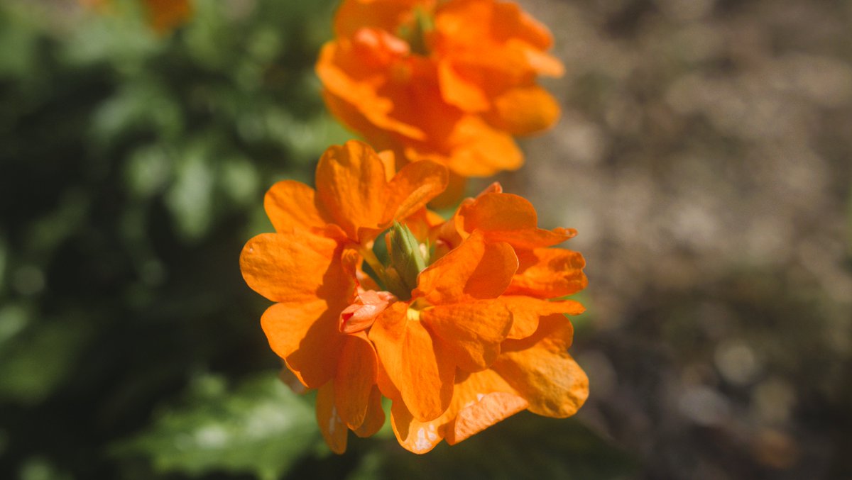 HunsTactical's tweet photo. Snapped these flower stunners on camera today. Vibrant colors popping off with nature showing off and I’m just here for it. I’m obsessed with how they steal the show. Which one’s your pick?
#flowerpower #photography #hunstactical #nature