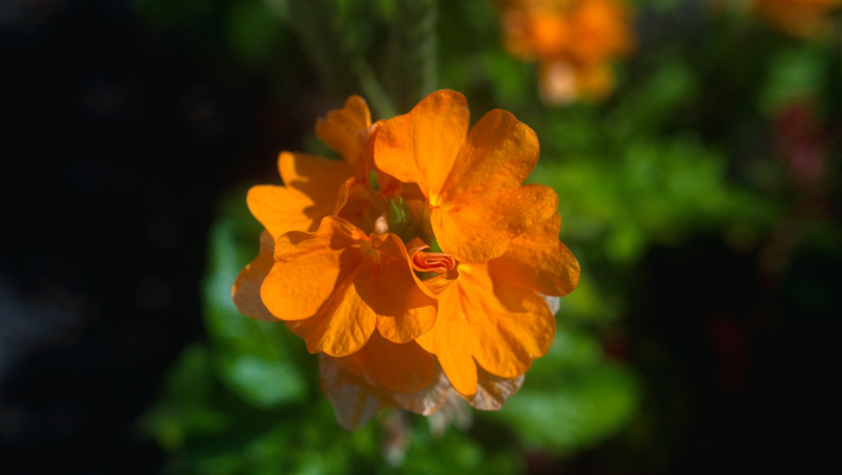 HunsTactical's tweet photo. Snapped these flower stunners on camera today. Vibrant colors popping off with nature showing off and I’m just here for it. I’m obsessed with how they steal the show. Which one’s your pick?
#flowerpower #photography #hunstactical #nature