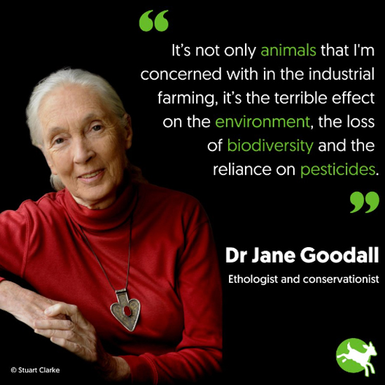 Meat-Free Plate tweet media