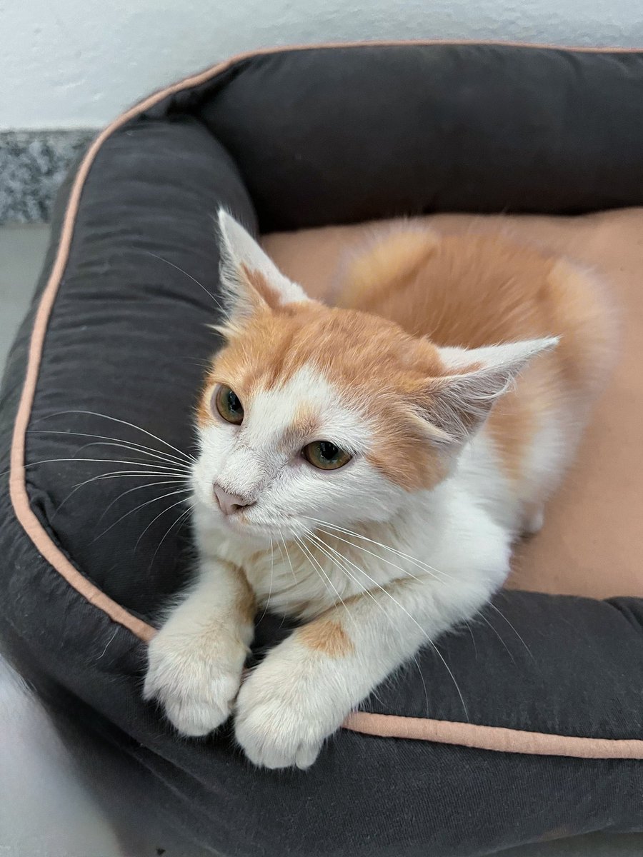 adan1s's tweet photo. Meu deus eu tô rachando com a trend de transformar seu pet em humano (perdi tudo com ele na caminha igual um fantasma) https://t.co/tjj6vYrjdj