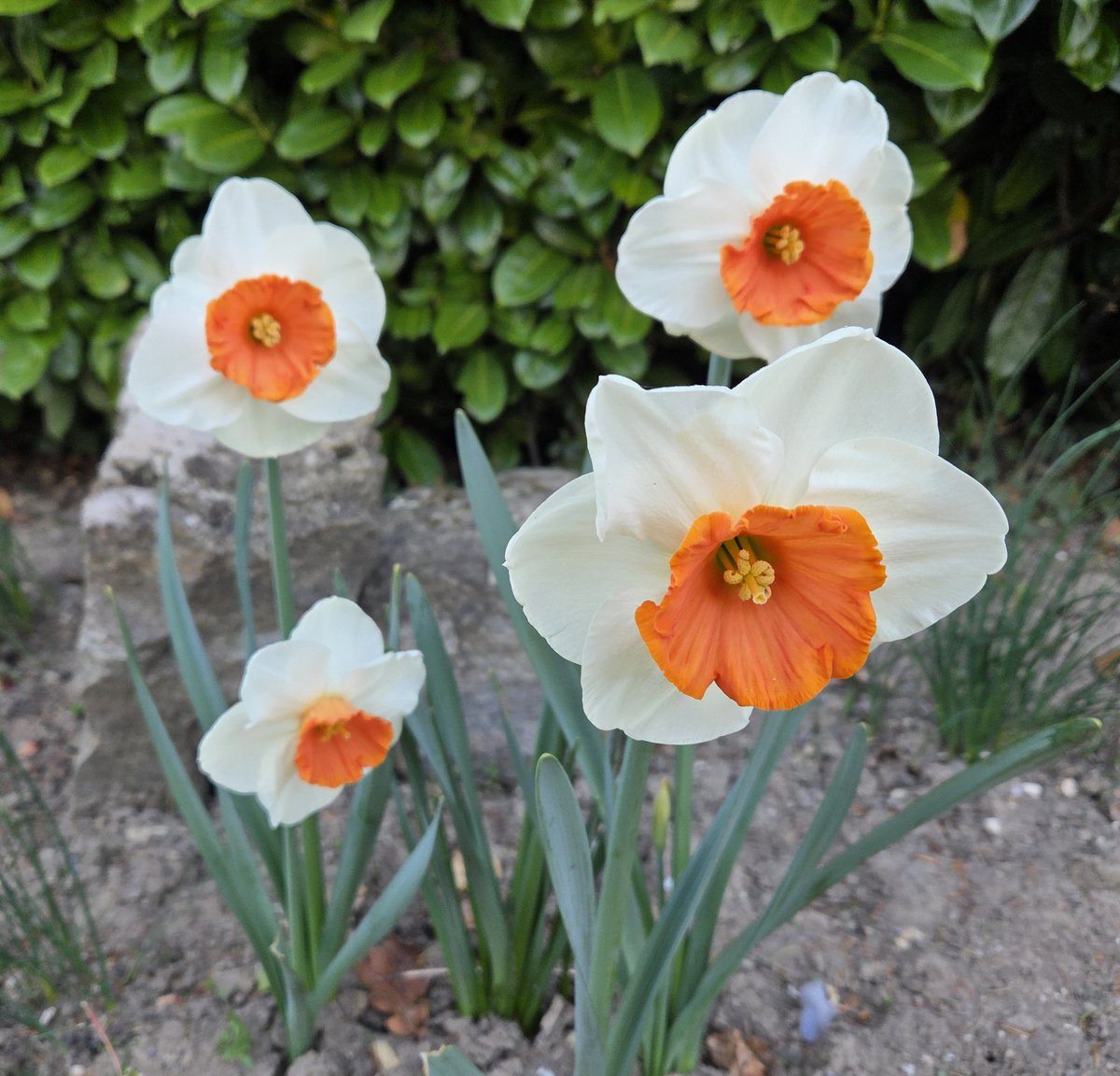 Fabulous Daffodils, hard to remember its name as their are over 27,000 cultivated varieties