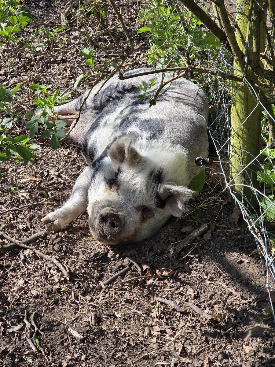 Lazy day at the Animal Sanctuary, Puck chilling in the glorious sunshine.  He decimated his fencing, maintenance again..