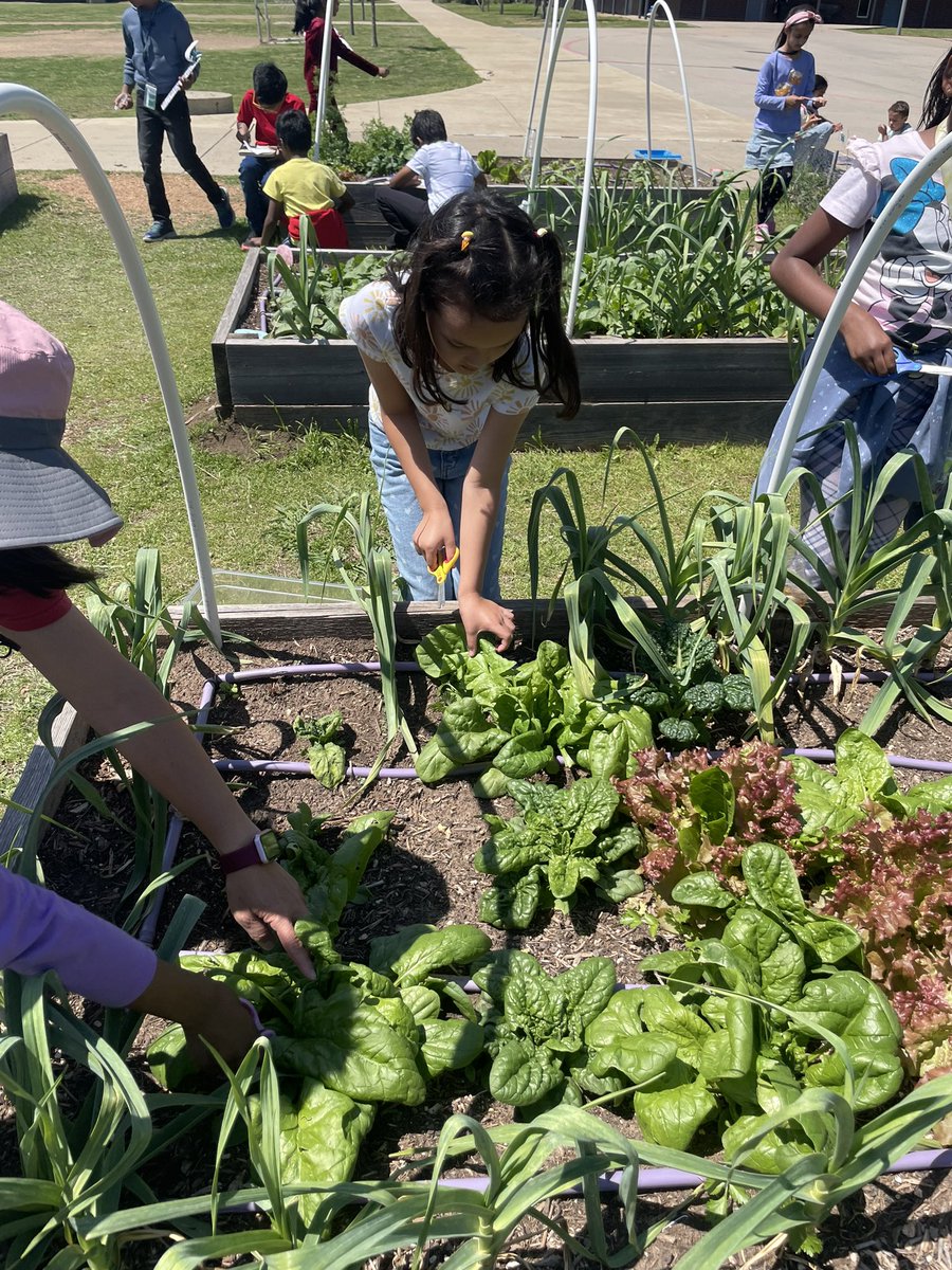 Spring time in the garden🌸🌿