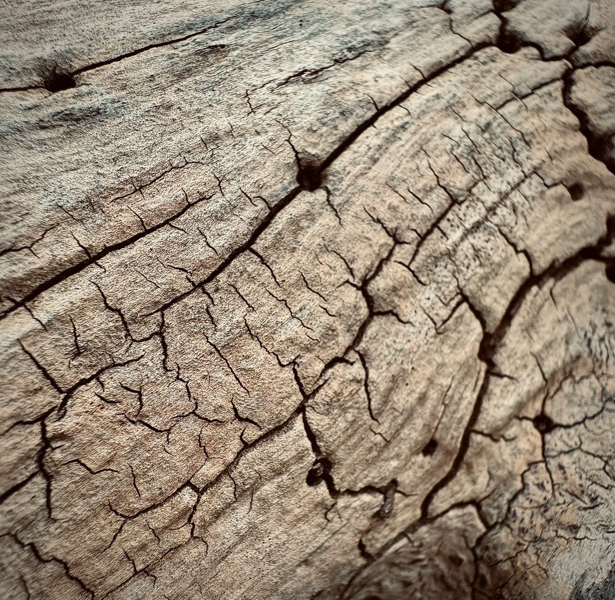 synaptiko_o's tweet photo. #iphone #macro #photography https://t.co/tDTR3F5Xj8