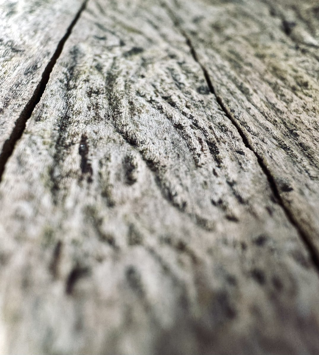 synaptiko_o's tweet photo. #iphone #macro #photography https://t.co/tDTR3F5Xj8