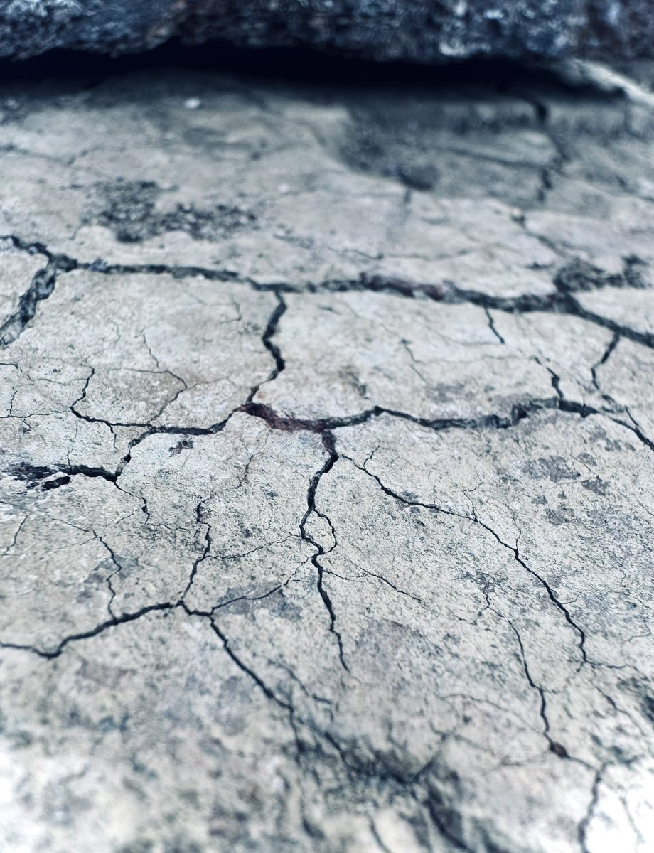 synaptiko_o's tweet photo. #iphone #macro #photography https://t.co/WKtgrj12uP