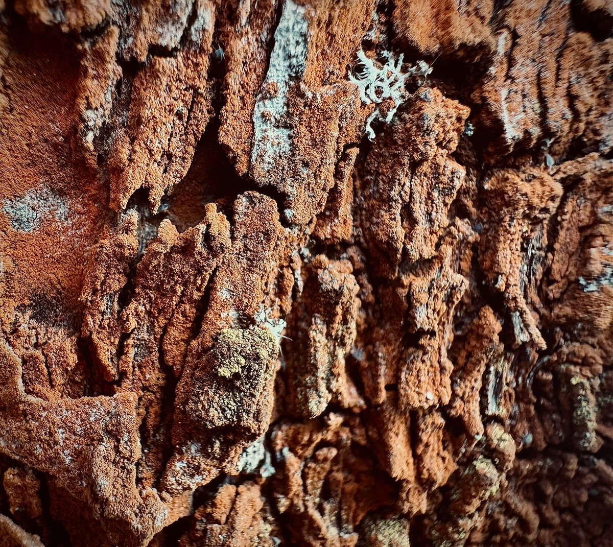 synaptiko_o's tweet photo. #iphone #macro #photography https://t.co/WKtgrj12uP