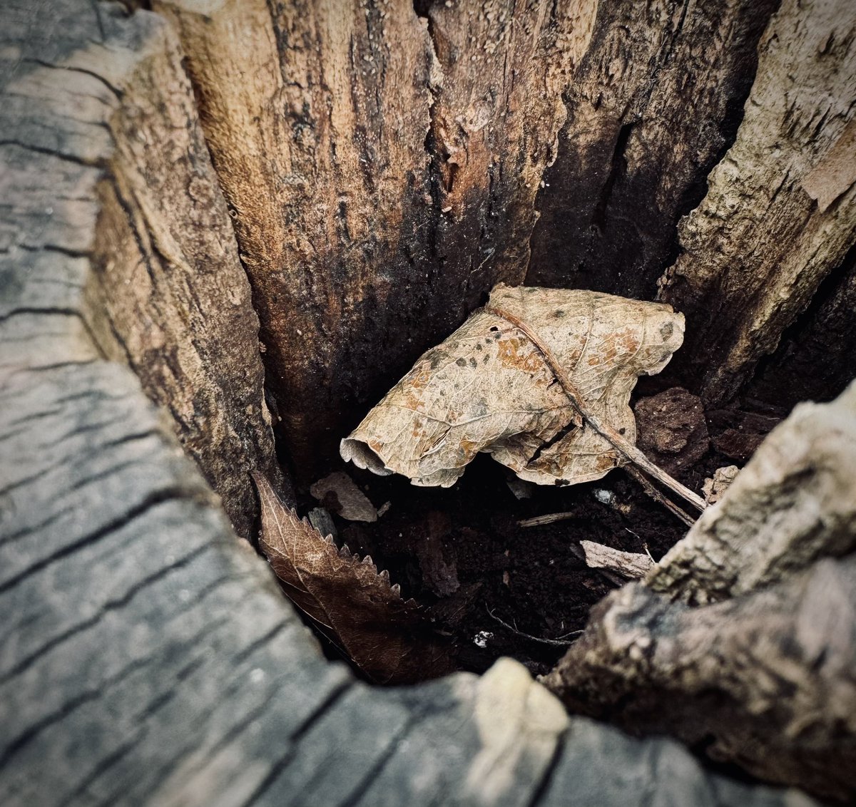 synaptiko_o's tweet photo. #iphone #macro #photography https://t.co/BzoQxuPg75