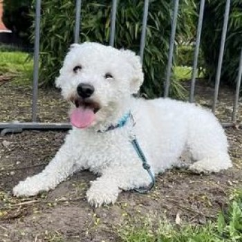 millypod1's tweet photo. MICKEY IS HOME. THANKS FOR RT's😊🐕🐾
🆘6 APR 2025 #Lost MICKEY #ScanMe
White Poodle Cross
Barley Croft #Leicester #Leicestershire #LE4 https://t.co/G3taAxbZ9K https://t.co/fKsTQobC7p