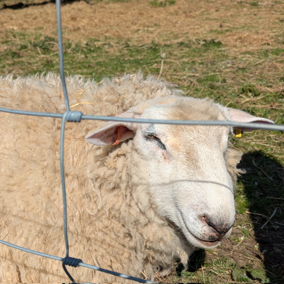What a day for the animals <a href="/ufm_cultra/">Ulster Folk Museum</a>! ☀️