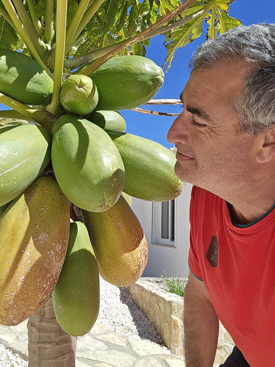 drpourgol's tweet photo. The time is coming soon to say goodbye to my papayas—I hope I get to taste them before I leave! I love this tree. I planted it two years ago when it was a meter long baby and now look at these fruits!
Time to visit National Academy of Osteopathy in Toronto. https://t.co/hXfr2EjJuX