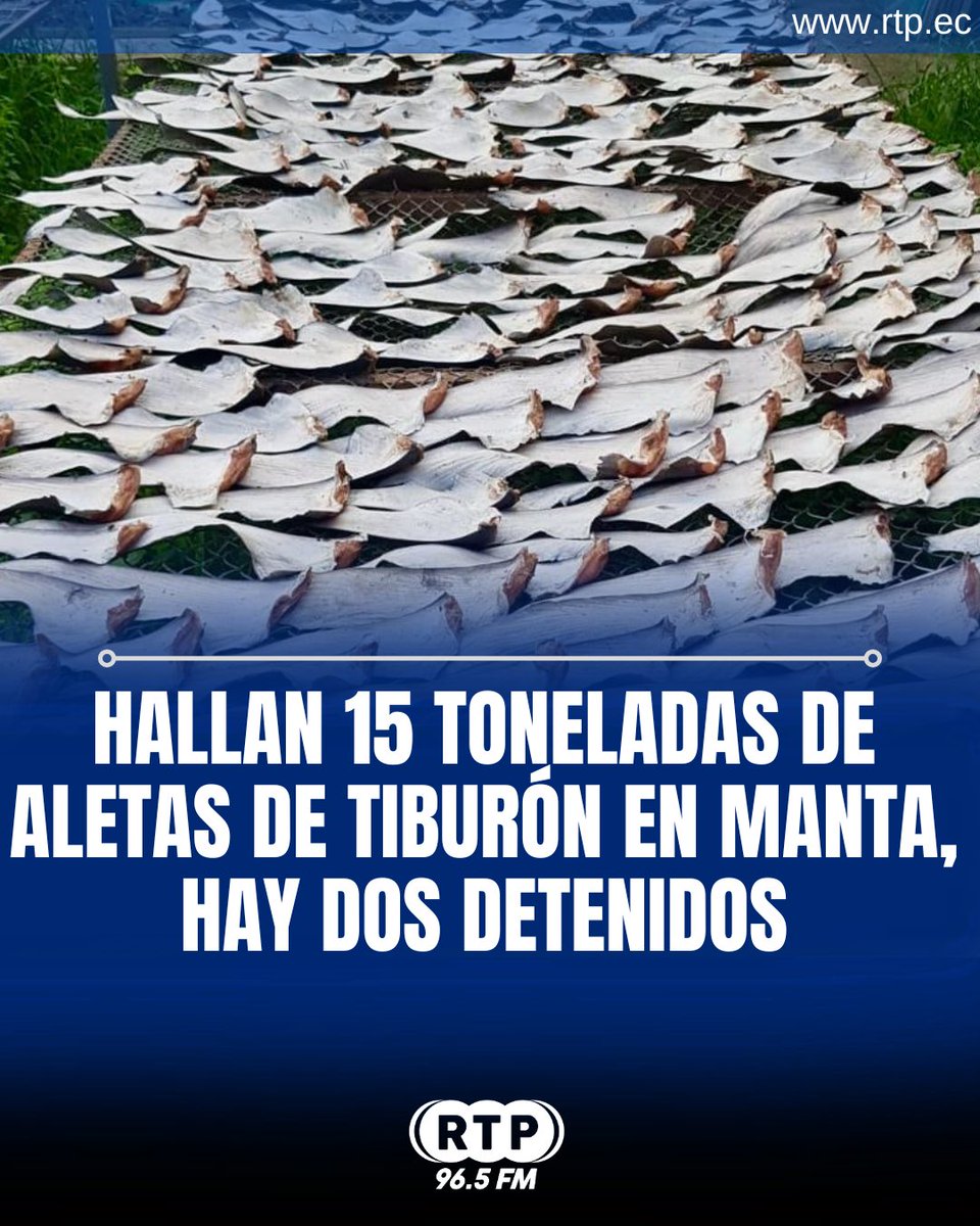 RtpEcuador's tweet photo. Un operativo de Fiscalía y Policía Nacional permitió el hallazgo de unas 15 toneladas de aletas de tiburón en una vivienda en #Manta, #Manabí, este miércoles 9 de abril. También se encontraron docenas de caballitos de mar, ambas especies protegidas por la #CITES.

Durante la intervención, que incluyó cinco allanamientos, dos personas fueron detenidas por presuntos delitos contra la flora y fauna silvestres. 

La comercialización de estas especies está prohibida en Ecuador, pero son traficadas ilegalmente hacia países como Perú y mercados asiáticos.

🔵Síguenos: @rtpecuador
#RTPnoticias #ultimahora #noticiasecuador  #Elecciones2025Ec #Ecuador