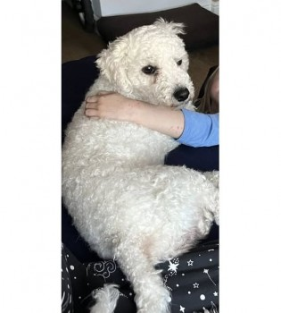 millypod1's tweet photo. MICKEY IS HOME. THANKS FOR RT's😊🐕🐾
🆘6 APR 2025 #Lost MICKEY #ScanMe
White Poodle Cross
Barley Croft #Leicester #Leicestershire #LE4 https://t.co/G3taAxbZ9K https://t.co/fKsTQobC7p