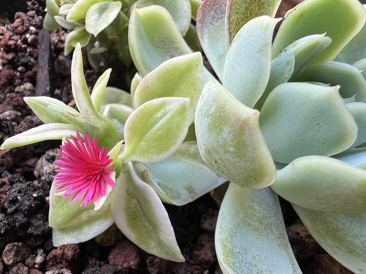 La nueva integrante del equipo en la oficina.