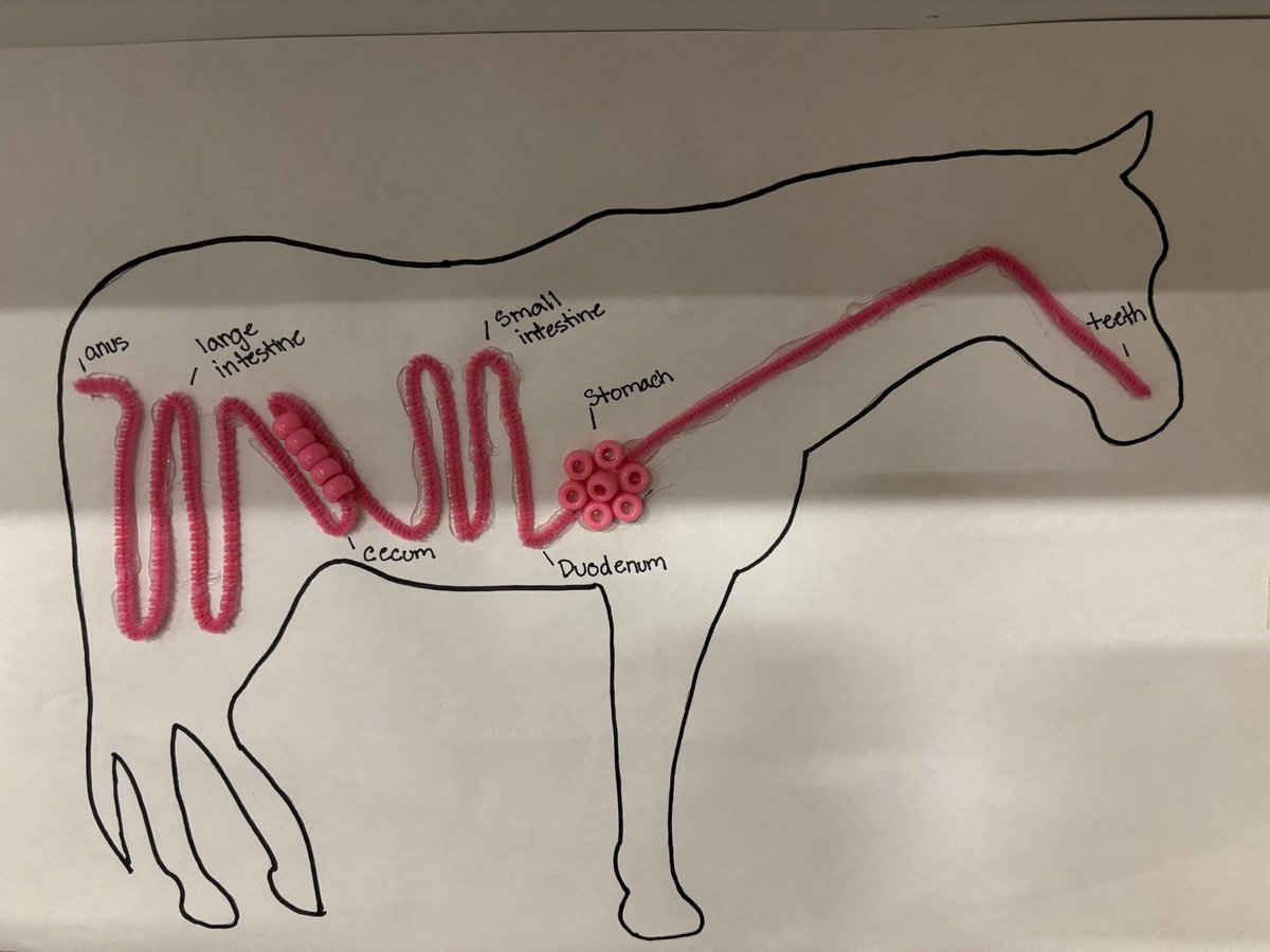Animal Production and Management started their digestion unit but making murals of the different species digestive tracts!