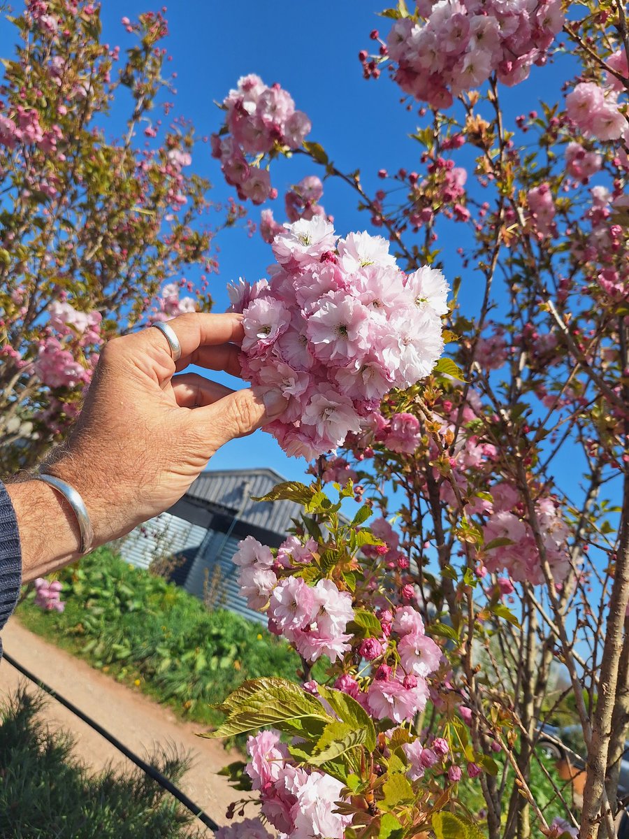 NewWoodTrees's tweet photo. Prunus serrulata 'Pink Perfection' looking very flamboyant at the moment. https://t.co/RDQj6mBcCR
