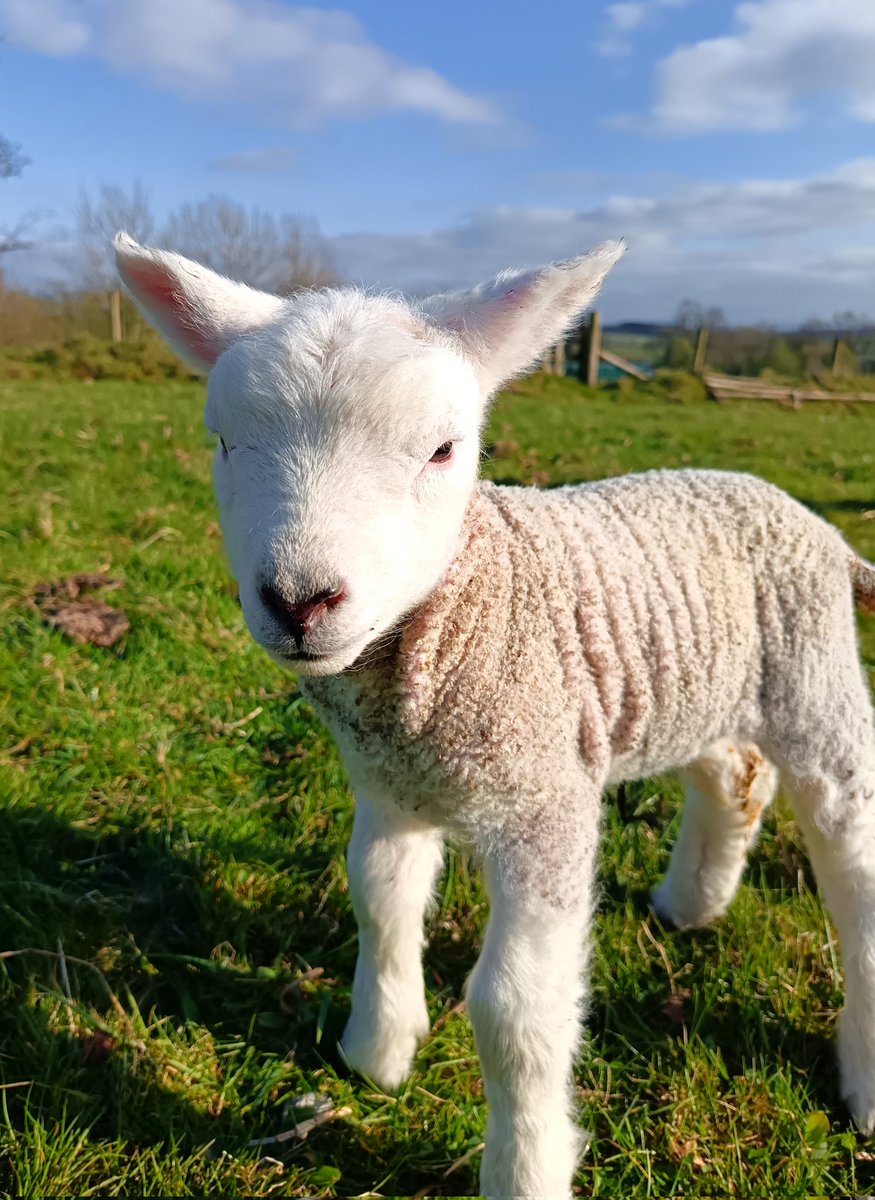 mary_wilko's tweet photo. Mr. Wrinkly 

#sheep #lambing #lambing2025 #farminglife #farmingneverstops https://t.co/mS7lA6BEWJ