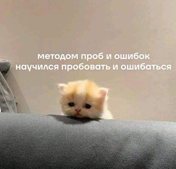 cats, i love cats (@catsilcats) on Twitter photo 