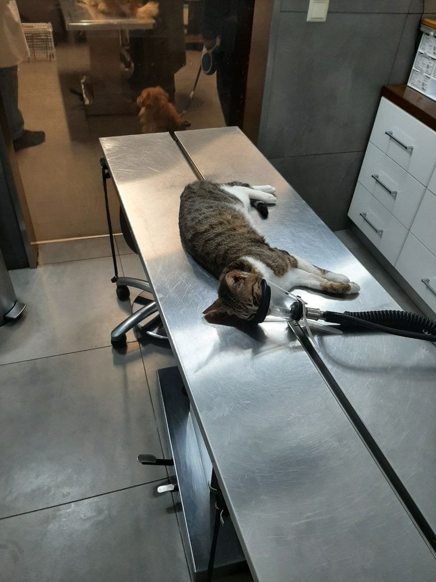 Reginas Tierrettung Preveza Griechenland 🐱 tweet media