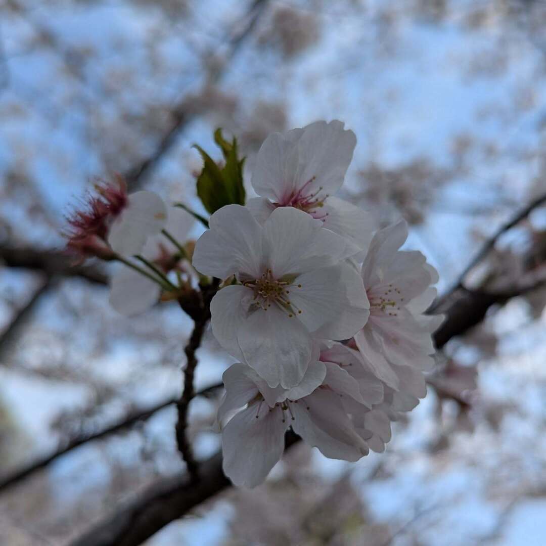 MsRoom2525's tweet photo. お久しぶりです。
気付けばもう桜のシーズンです。
昨年同様に春のお裾分けを…どうぞ！
#桜 #sakura #cherryblossom #日本 https://t.co/p355SEdfc1