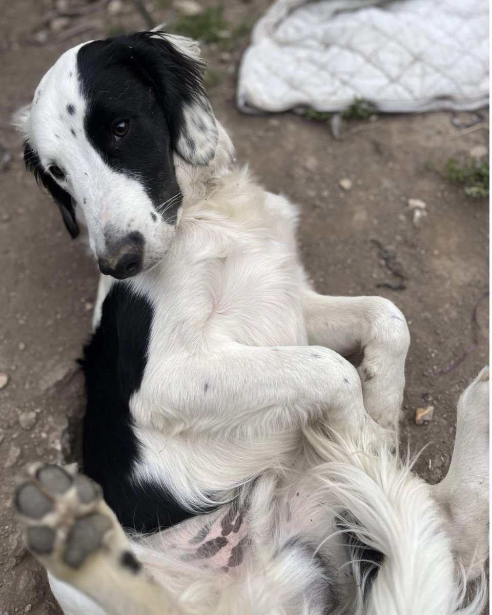 rosieDoc2's tweet photo. #SpanielHour
MARS - just look at the tail β€οΈ https://t.co/kDcikAJBLK
Went missing 2pm 18/8/24
Alresford Road, #Winchester #SO21
Lost with THOR a #Terrier x https://t.co/BKW9mG0tp2
HOW DO 2 DOGS JUST VANISH?
@WinchesterCfr @WinchesterLifes @RachaelB100 @BitofDecorum https://t.co/scJuswcgct